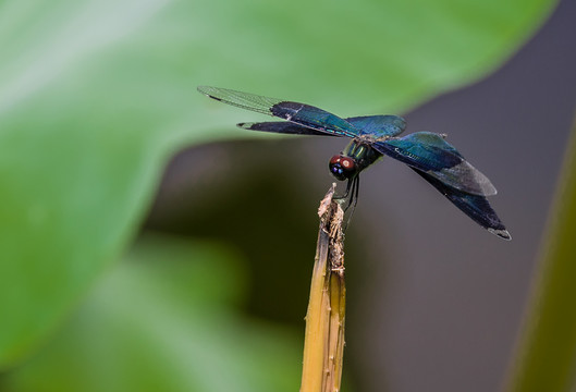 蜻蜓