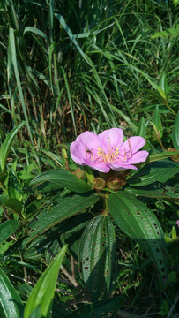 毛菍