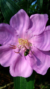 紫花