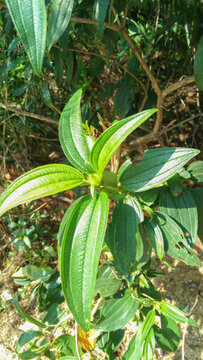 毛菍