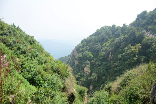 綠樹青山