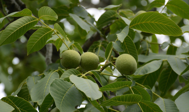 核桃樹