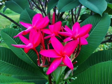 蛋黃花
