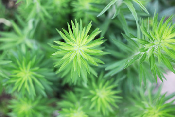 綠色植物艾草