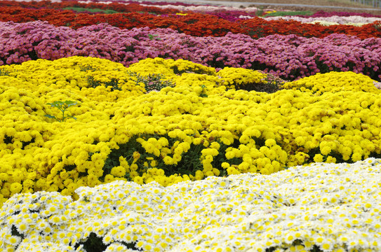 菊花觀光園