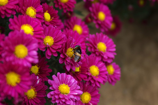 蜜蜂與菊花