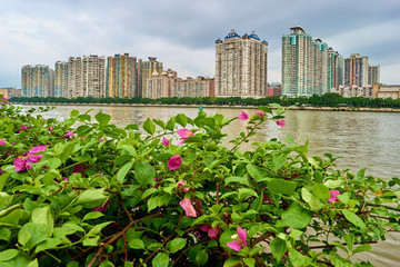 葉子花