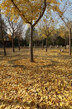 銀杏樹(shù)落葉