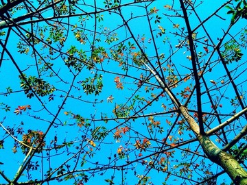 櫻花木棉