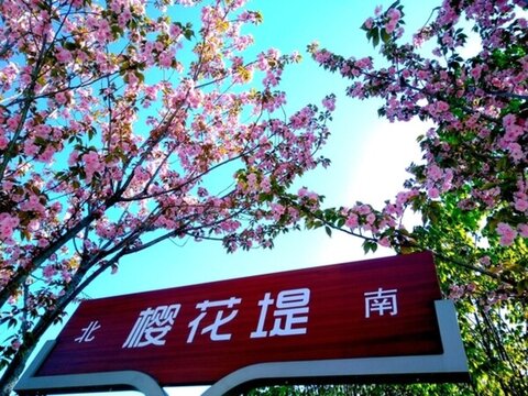 晚櫻
