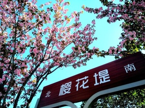 櫻花堤