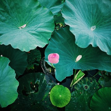 荷花