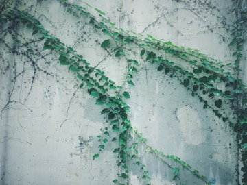 植物
