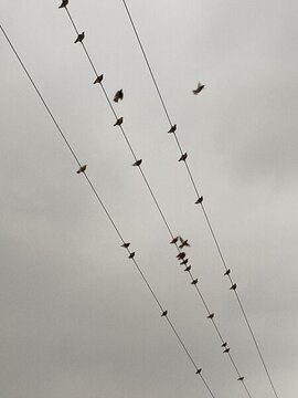 鳥(niǎo)兒歇息排隊(duì)譜寫(xiě)夏日樂(lè)章