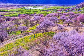 嘎拉桃花村