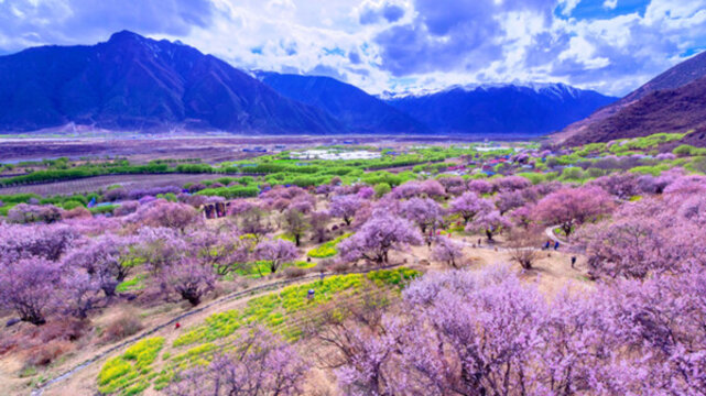 嘎拉桃花村