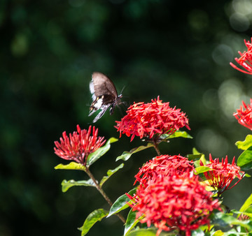 蝶戀花