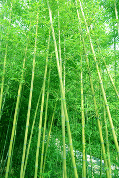 綠竹林