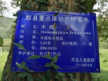 木樨
