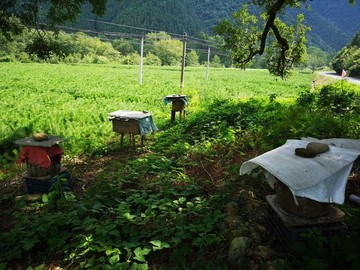 土蜂養(yǎng)殖