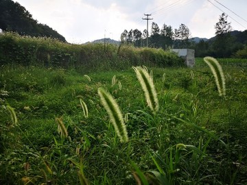 小草特寫