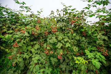 黑莓生態(tài)園