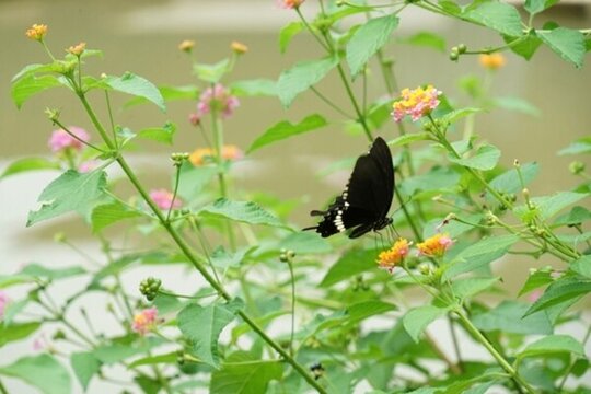 五色花蝴蝶