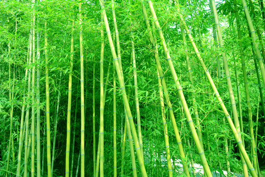 綠竹林