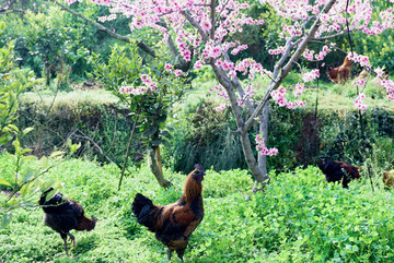 桃花樹放養(yǎng)土雞