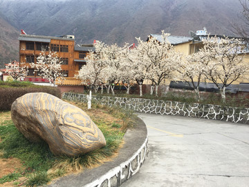櫻花