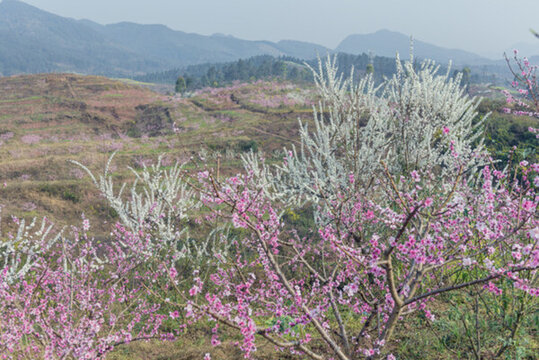 桃花山
