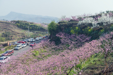 桃花山
