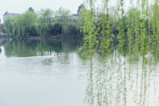 湖邊垂柳