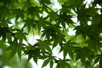 綠葉