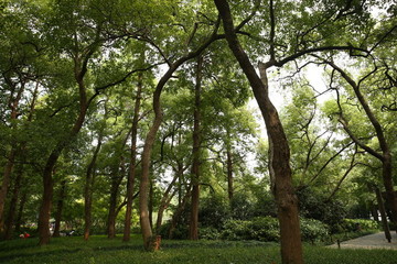 樹(shù)林