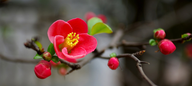 紅海棠花寬幅圖片