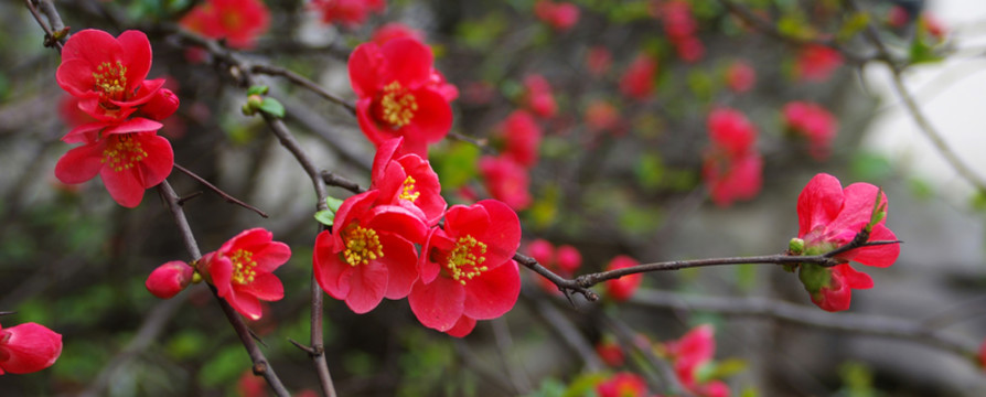 紅海棠花寬幅圖片