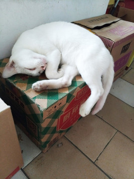 睡在纸箱上的白猫