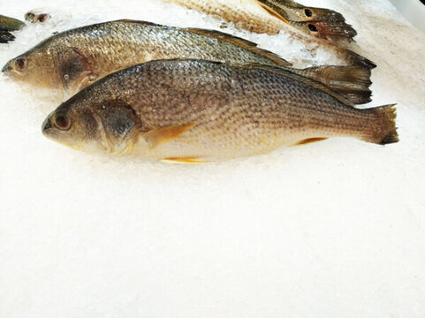 冰凍海魚(yú)