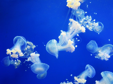 水母