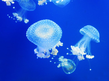 澳洲斑點(diǎn)水母