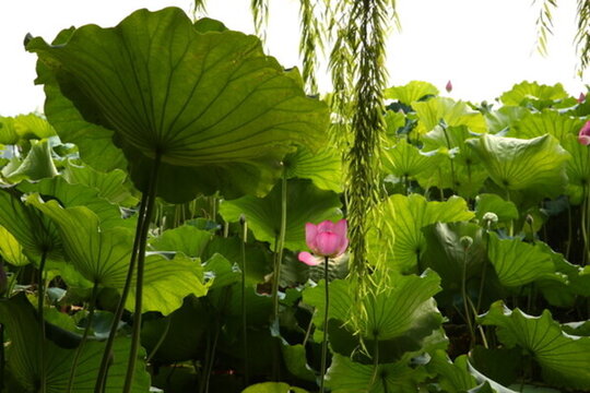 曲院風(fēng)荷