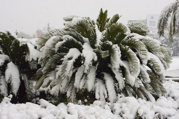 清涼雪景