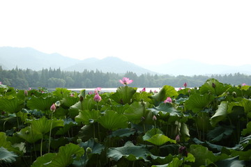 曲院風(fēng)荷