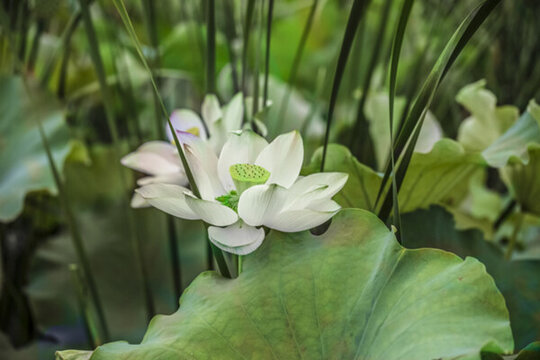 荷花