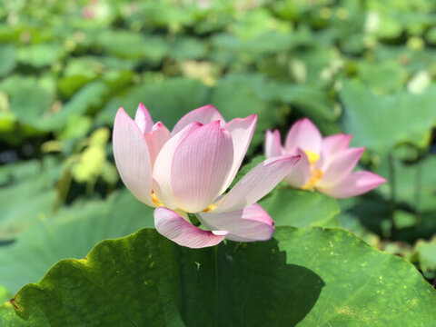 荷花