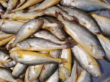 海魚