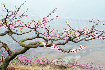 成都龍泉山桃花園