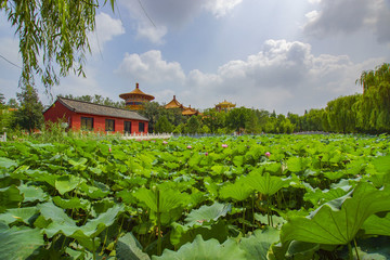 濰坊金泉寺蓮花池