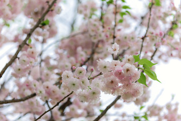 櫻花